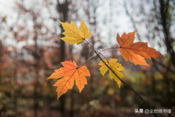 趙翼的《野步》寫得巧妙,短短的28個字,寫出了不一樣的秋色美景 趙翼的《野步》寫得巧妙,短短的28個字,寫出了不一樣的秋色美景