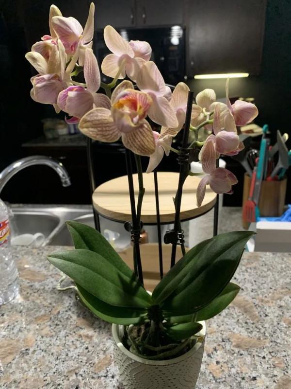 6種養室內窗臺上可以經常開花的小盆栽，南北地區的花友都適合養