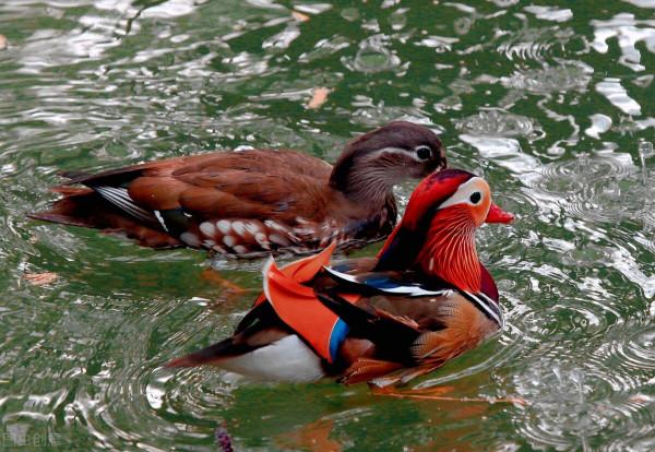 大自然之美——鴛鴦鳥