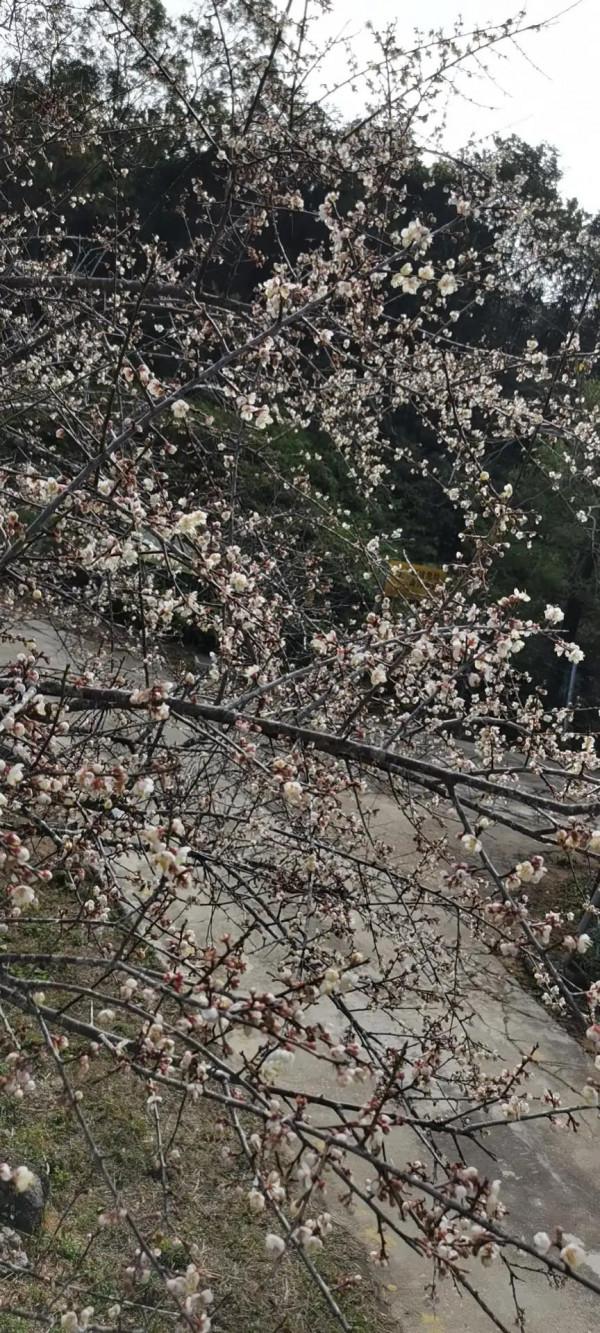 馬巒山的白梅花都開啦 馬巒山的白梅花都開啦