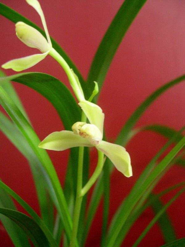 在家中養蘭花，這4個要點一定要知道