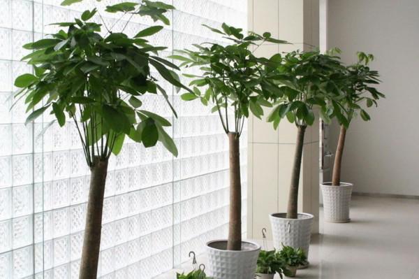 4種漂亮花，適合“窮養”，用小盆多曬曬，長得更好看