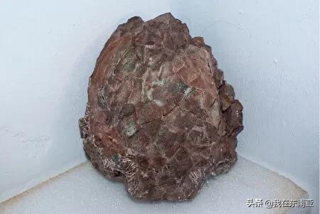 西班牙出土30枚儲存完好的泰坦巨龍蛋化石