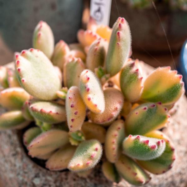 雨季養花難,做好這5點防護,雨再大也不怕 雨季養花難,做好這5點防護,雨再大也不怕