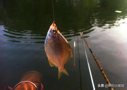 冬季在這幾種情況下垂釣,漁獲好簡直易如反掌 冬季在這幾種情況下垂釣,漁獲好簡直易如反掌