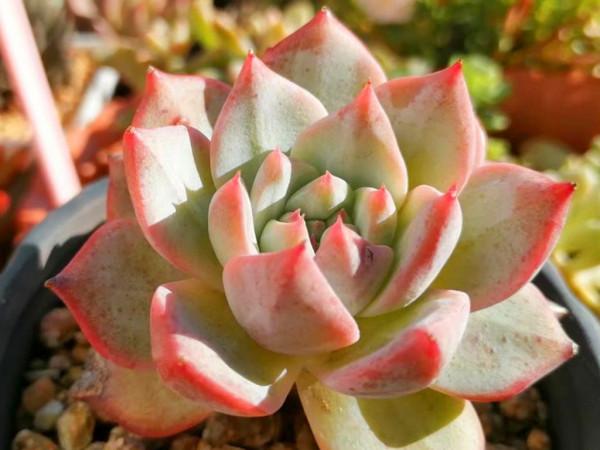 秋天對付這些愛穿裙子的多肉，有的要狠，有的要寵，變美才是目的