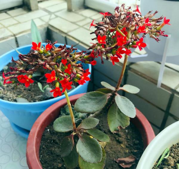 長壽花常見的問題彙總,只需要簡單幾步,就能養好 長壽花常見的問題彙總,只需要簡單幾步,就能養好