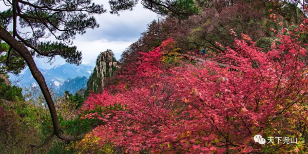 門票全免，索道八折，“堯山·醉美紅葉季”詩意歸來！