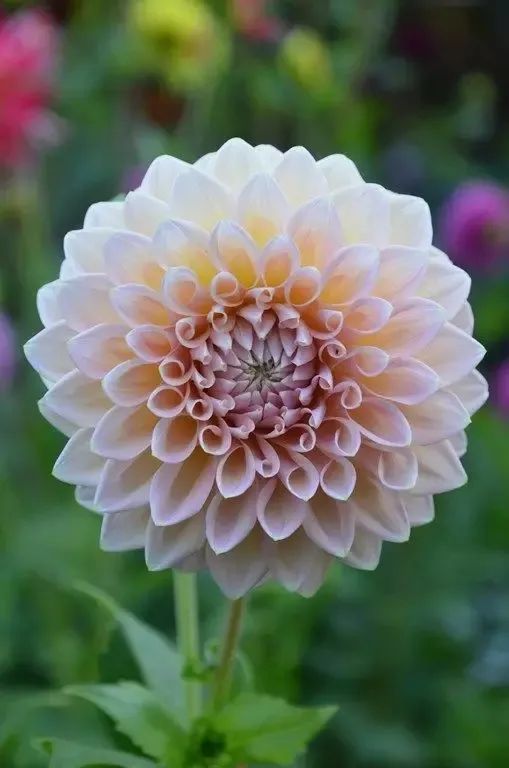 植庫‖豐富多彩的大麗花竟被冠為慘案之名？