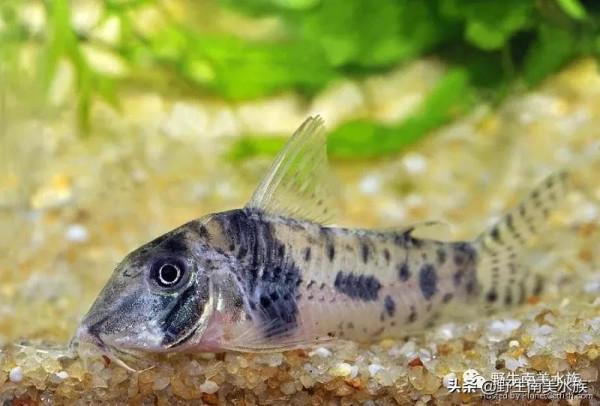 每天認識一種南美魚｜（73）奧西斯鼠