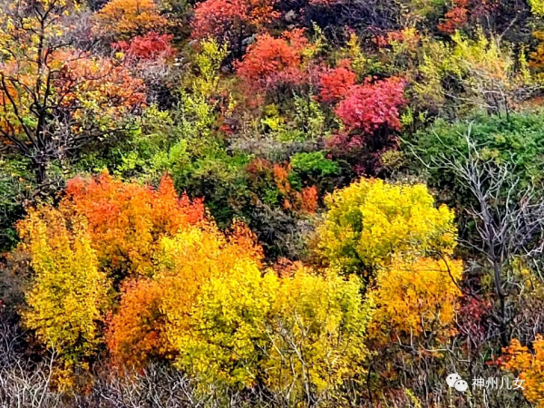 太行紅葉別樣紅