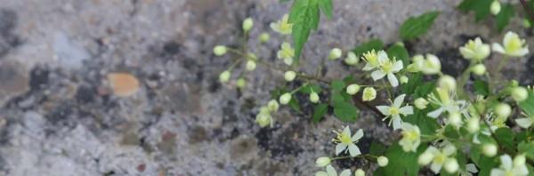 魚羊的鮮，金海湖的美~等你來體會