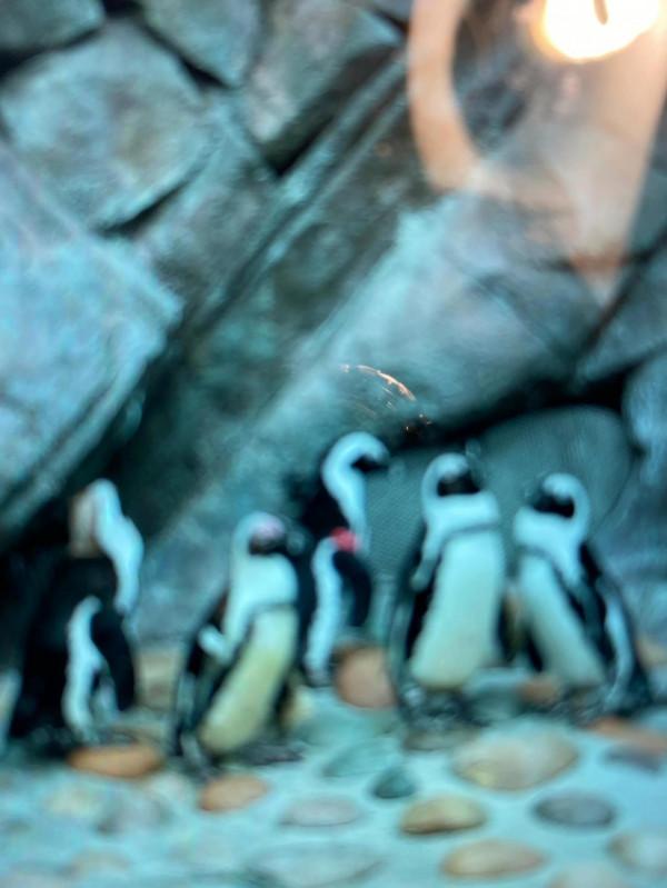 快來欣賞這些可愛的動物們