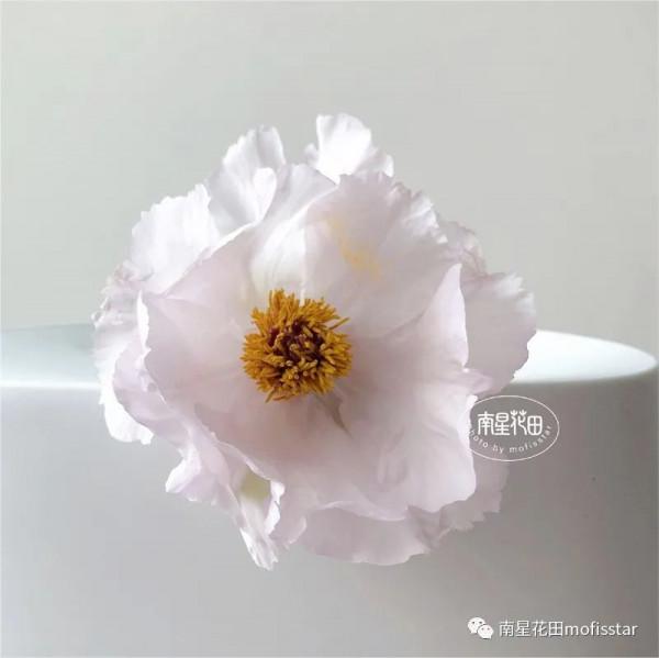 油畫牡丹 &CenterDot; 羽衣霓裳