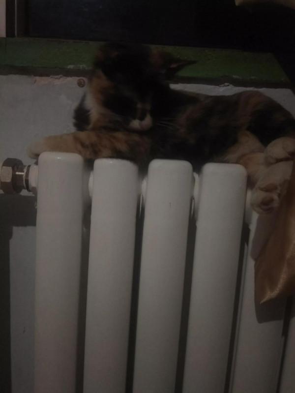 貓咪的溫暖來了