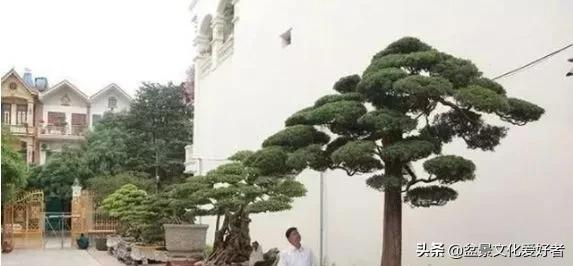 牛人20年間花八千多萬收藏盆景,有人出三百萬買一盆他都不賣 牛人20年間花八千多萬收藏盆景,有人出三百萬買一盆他都不賣