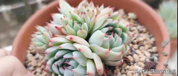 多肉露養淋雨行不行，什麼季節多肉不能淋雨，淋雨之後怎麼養護