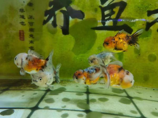 觀賞魚患上打粉病，如果換水不能解決問題，要清除魚缸藻類