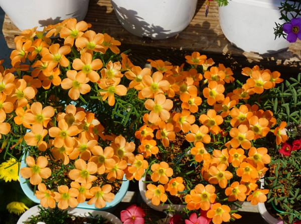 3種&OpenCurlyDoubleQuote;漂亮花&rdquo;，盆越小開花越多，冬天&OpenCurlyDoubleQuote;不怕凍&rdquo;，一個勁開花