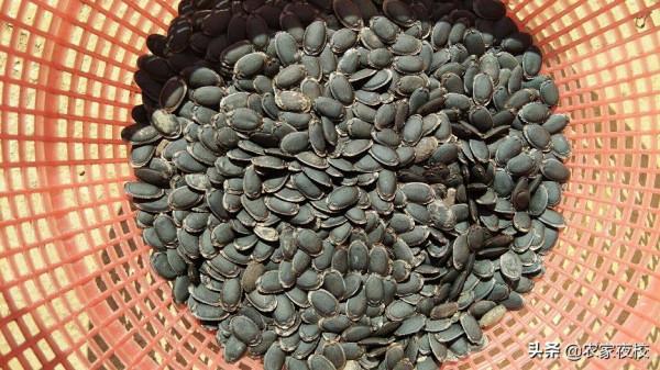 絲瓜出苗為什麼那麼難?用剪刀就可以快速出芽,種絲瓜再也不難了 絲瓜出苗為什麼那麼難?用剪刀就可以快速出芽,種絲瓜再也不難了