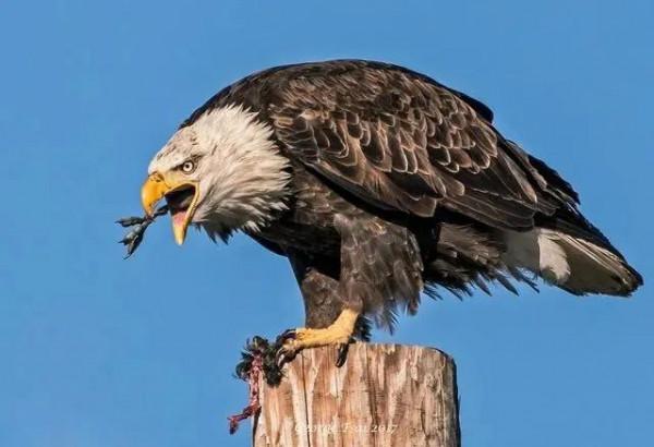 動物界中的龐然大物抓拍,都是動物界中的扛把子,無比壯觀震撼 動物界中的龐然大物抓拍,都是動物界中的扛把子,無比壯觀震撼