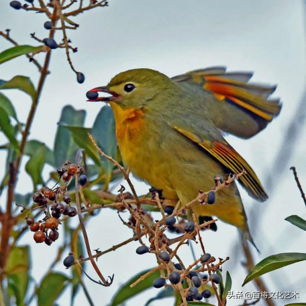 「百將文化」紅嘴相思鳥羽衣華麗、動作活潑、姿態優美、鳴聲悅耳 「百將文化」紅嘴相思鳥羽衣華麗、動作活潑、姿態優美、鳴聲悅耳