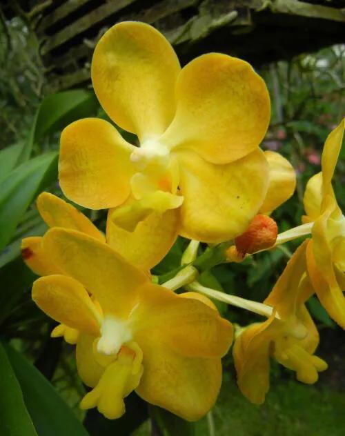 你喜歡蘭草花麼