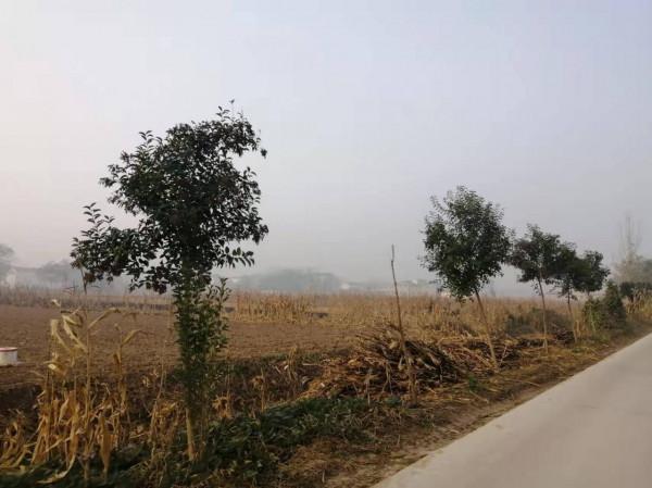 田地裡，有一群群忙碌的老人