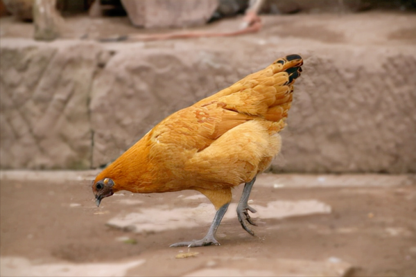 雞最怕吃什麼東西？最怕哪些環境？如何預防？