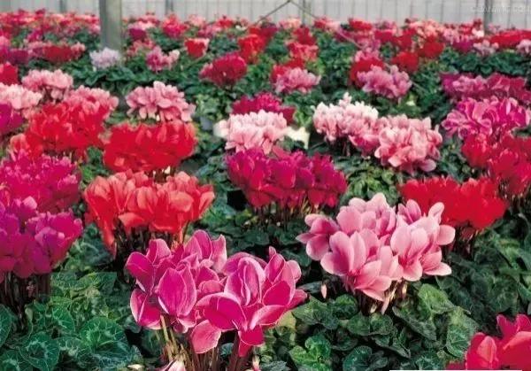 適合春天種植的10種球根花卉，好養愛開花