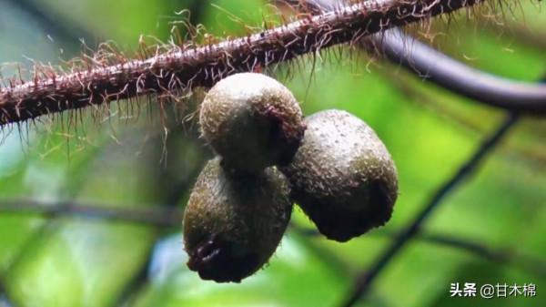 帶你一起回味62種南方野果子,它們是物質匱乏年代小朋友的零食 帶你一起回味62種南方野果子,它們是物質匱乏年代小朋友的零食