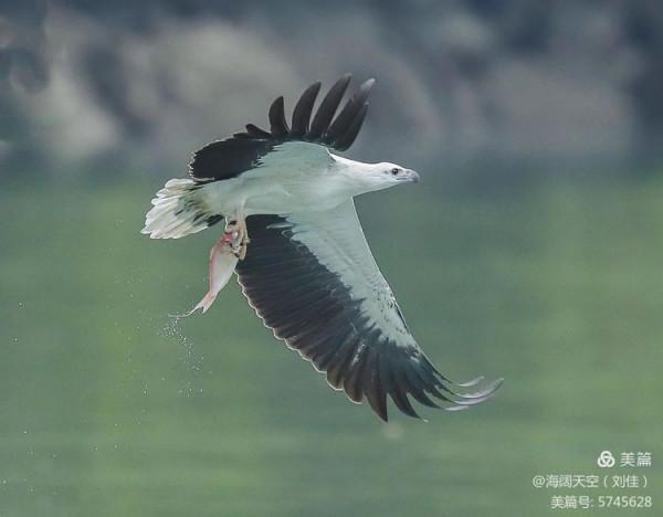 鳥類空中的戰鬥機&mdash;&mdash;白腹海雕