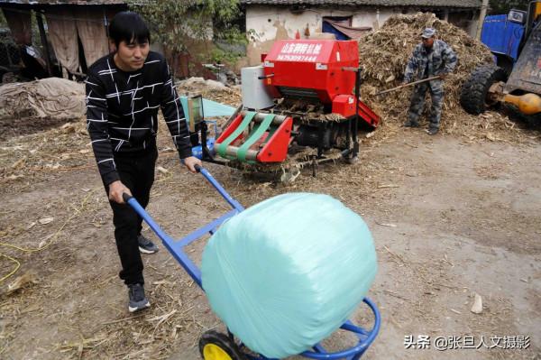 臨汾58歲老漢秸稈回收成了羊司令 一年資產變成三十萬 驚動電視臺