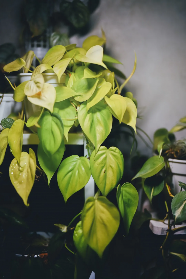 沒有花園怎麼種花？從東北到廣東，4位大神在室內種出植物園