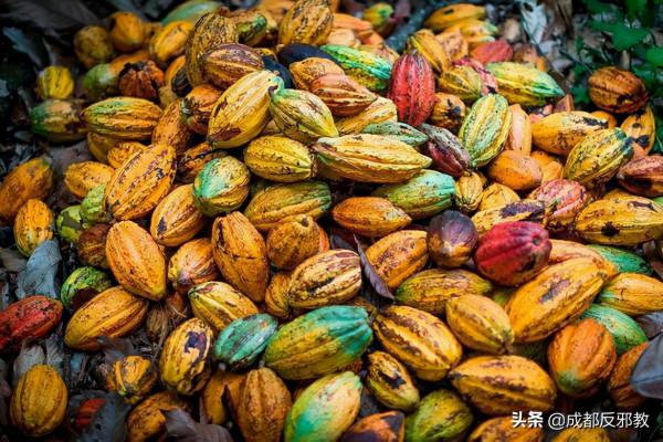 非洲兒童採摘可可豆,工作12小時僅為3美元收入 非洲兒童採摘可可豆,工作12小時僅為3美元收入