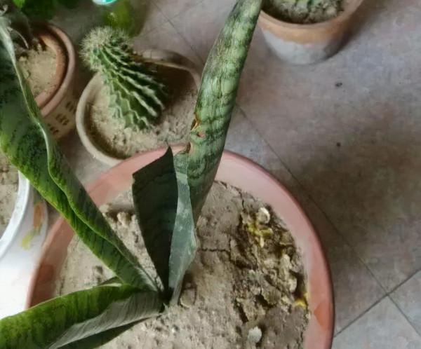 7種花有個小機關,找對位置開啟它,新芽爆滿盆 7種花有個小機關,找對位置開啟它,新芽爆滿盆