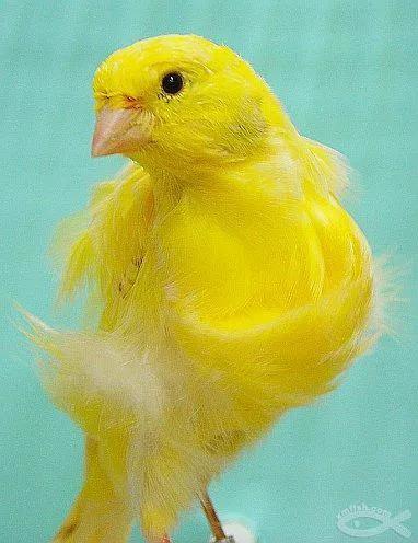 分享圖片&mdash;&mdash;美麗的金絲雀集錦