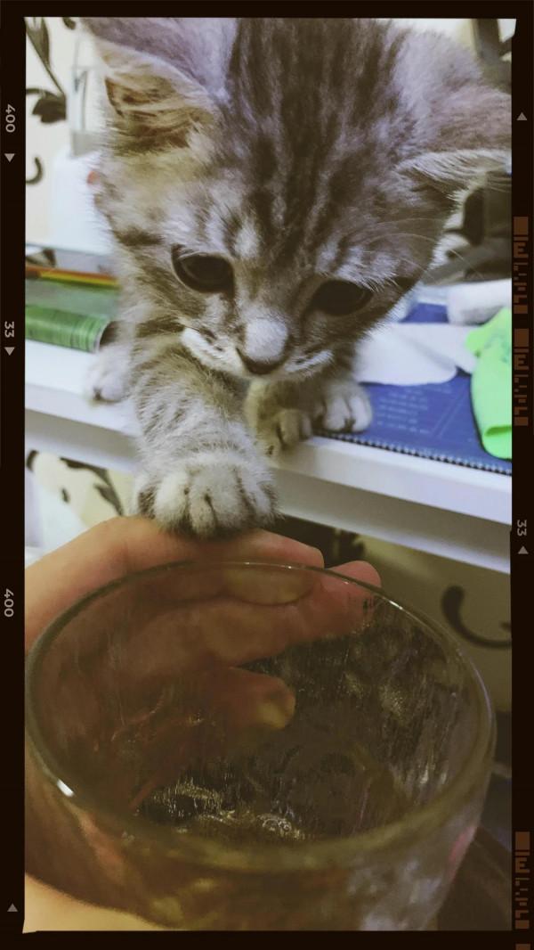 養貓日記 我的狗兒子 養貓日記 我的狗兒子