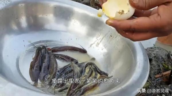 雞蛋裡面“孵出”小魚苗？究竟是雞蛋出了軌，還是魚兒劈了腿？