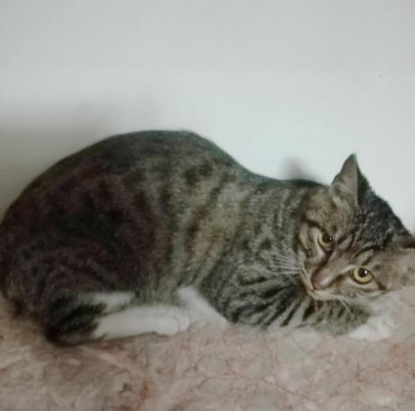 又到大雪時，美元可安否？記一隻極度憎恨男人的狸花貓