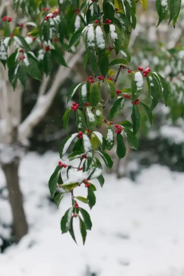 今日大雪 | 收藏冬日美好 今日大雪 | 收藏冬日美好