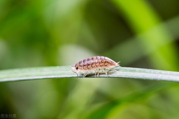 這五種小蟲子，我想大家在家裡都見過
