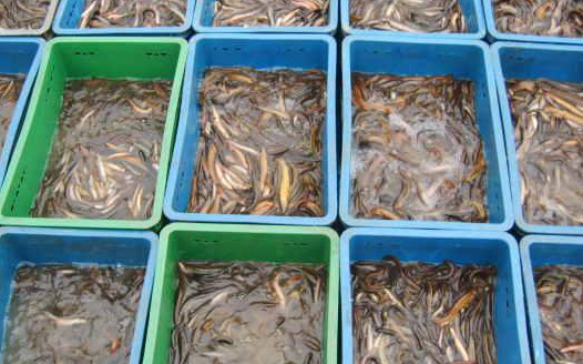 80後小夥用另類養殖技術輪養蝦鰍,年收入70多萬 80後小夥用另類養殖技術輪養蝦鰍,年收入70多萬