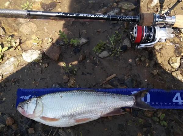 魚近在咫尺不咬鉤？是路亞手法錯了嗎？