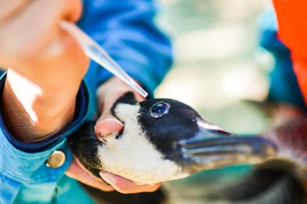 圍觀北京動物園水鳥體檢現場:鳥兒也不愛被捅嗓子眼兒 圍觀北京動物園水鳥體檢現場:鳥兒也不愛被捅嗓子眼兒