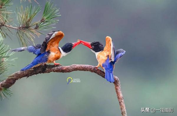 鳥兒美成雙。杭州翁劍敏/攝影 鳥兒美成雙。杭州翁劍敏/攝影