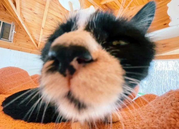 第二彈！終於攢夠了一波“可愛”照片