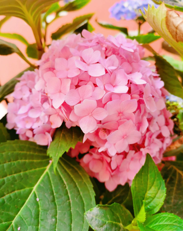 女人最愛的7種花，個個優雅美麗，令人愛不釋手