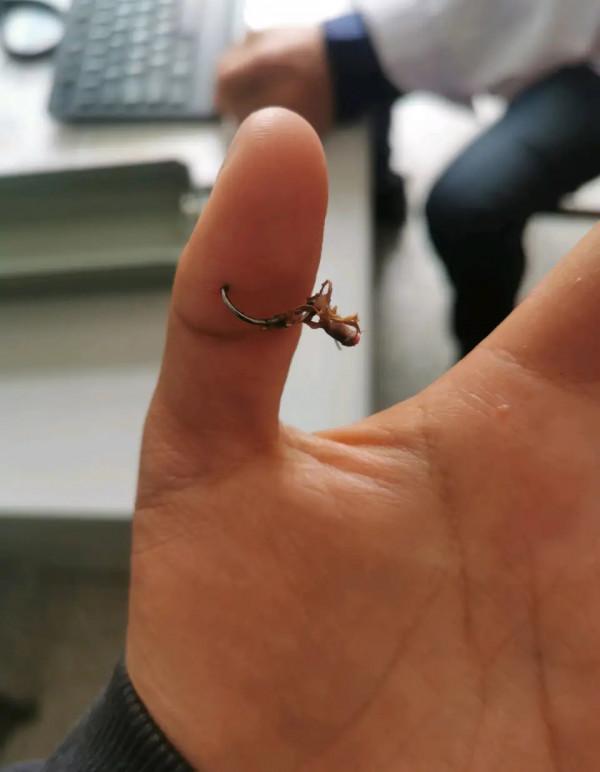 盤點釣魚人各種花式釣自己，看著就很疼！預防和處理方法分享