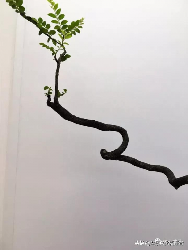 最高水準的素仁格盆景藝術，值得收藏